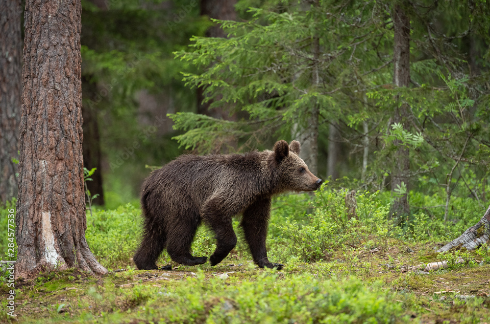 European brown bear (Ursus arctos) in forest European brown bear (Ursus arctos) in forest