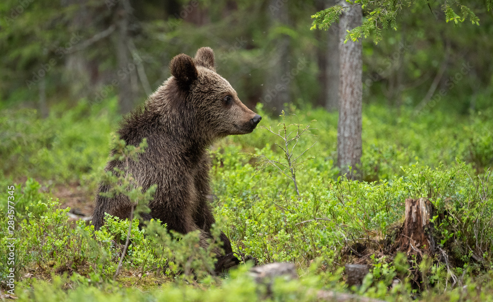 European brown bear cub (Ursus arctos) in forest in Finland European brown bear cub (Ursus arctos) in forest in Finland