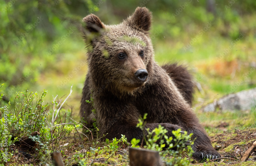 European brown bear cub (Ursus arctos) in forest in Finland European brown bear cub (Ursus arctos) in forest in Finland