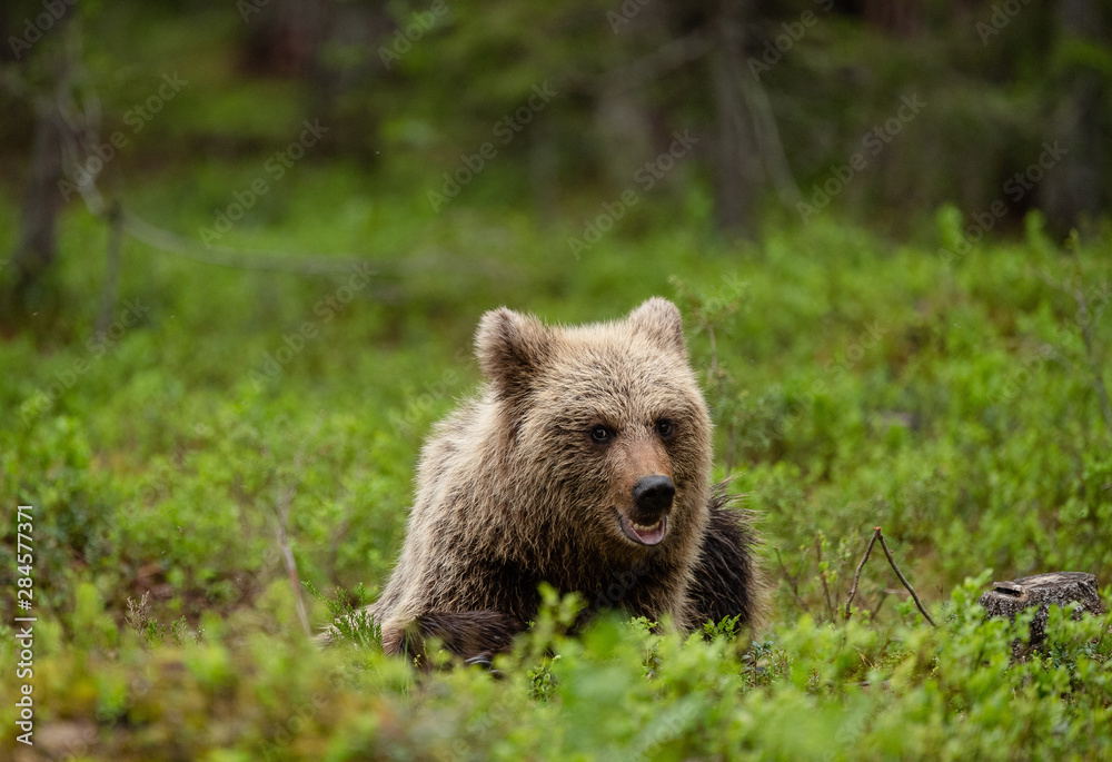 European brown bear cub (Ursus arctos) in forest in Finland European brown bear cub (Ursus arctos) in forest in Finland