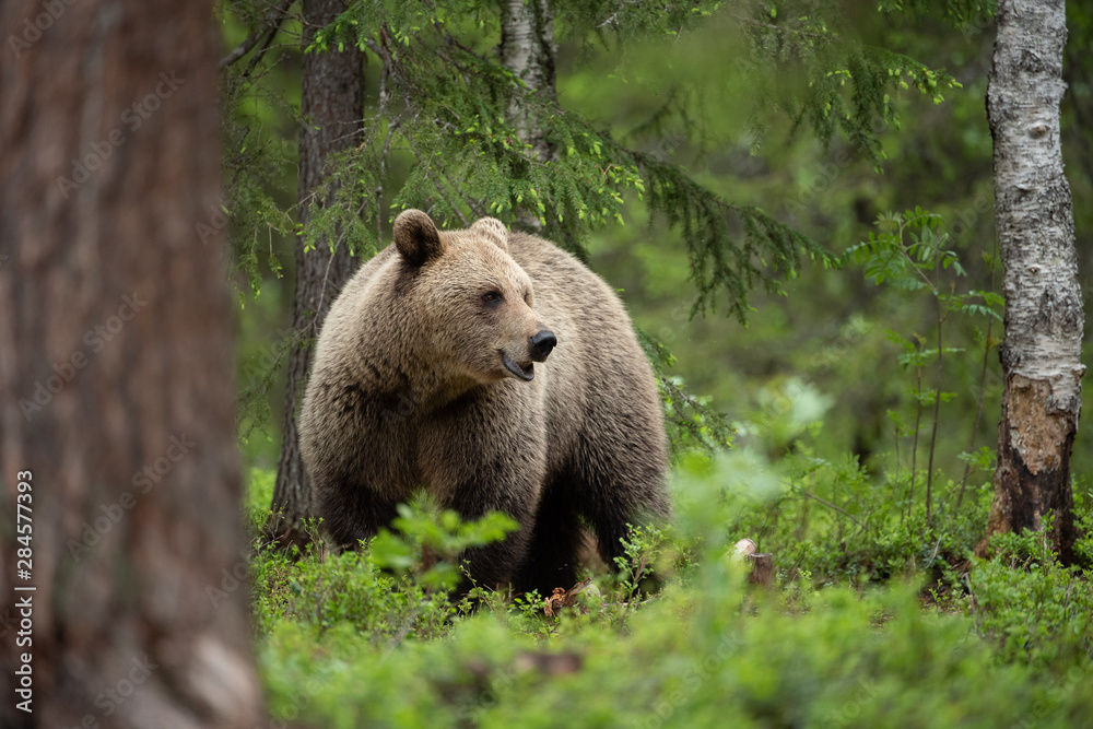 European brown bear (Ursus arctos) in forest European brown bear (Ursus arctos) in forest