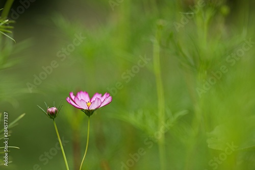 Cosmos © mathisprod