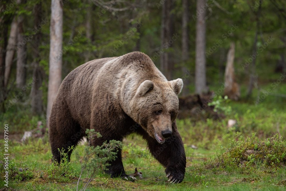 European brown bear (Ursus arctos) in forest European brown bear (Ursus arctos) in forest