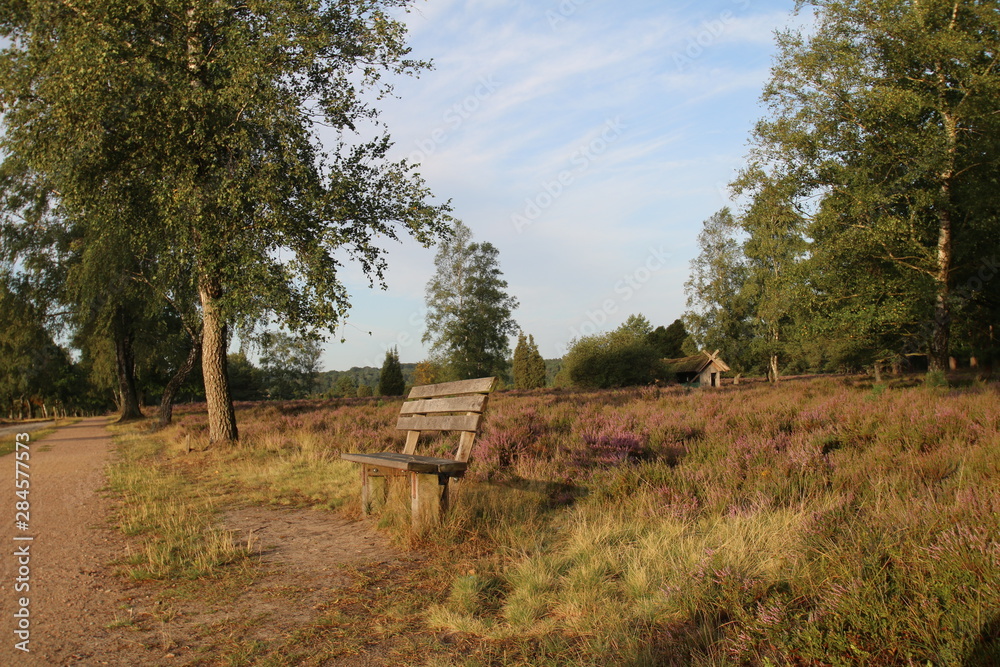Bank in der Morgensonne in der Lüneburger Heide Bank in der Morgensonne in der Lüneburger Heide