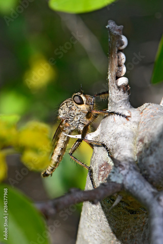 Raubfliege (Asilidae) in Griechenland - robber fly in Greece photo