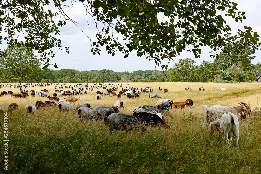Obraz premium Heidschnucken in der Lüneburger Heide