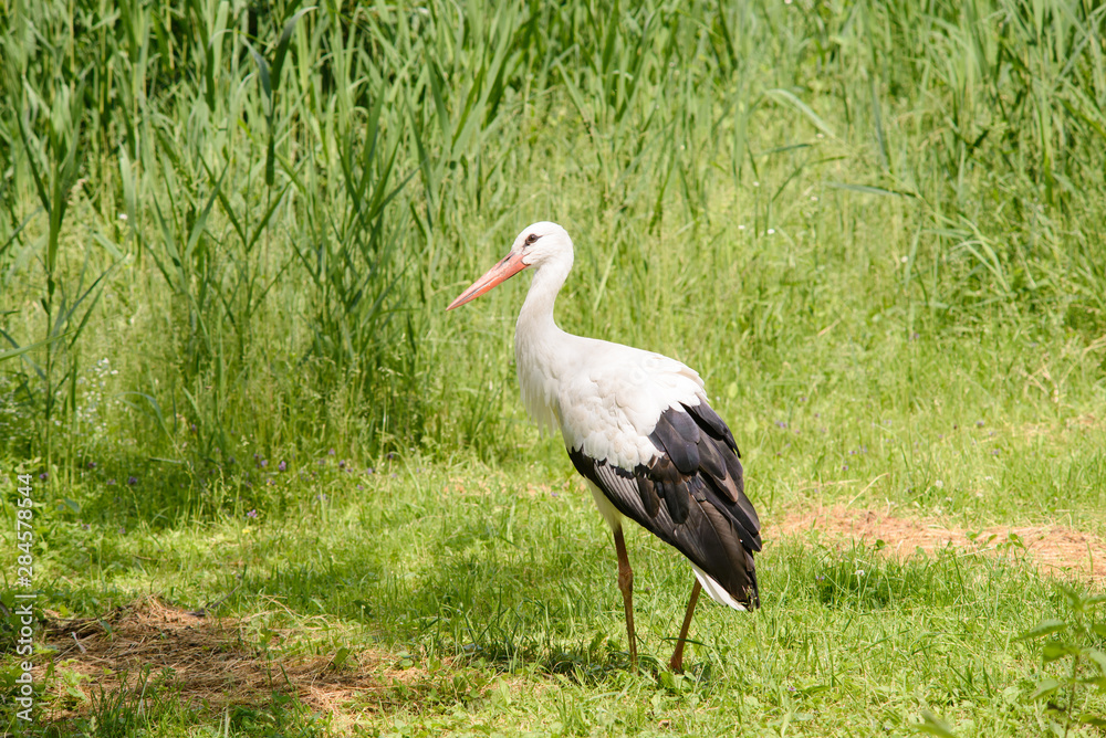White stork hunts under trees near swamp during day, tries to catch frog, snake or some fly and ged food for its family White stork hunts under trees near swamp during day, tries to catch frog, snake or some fly and ged food for its family