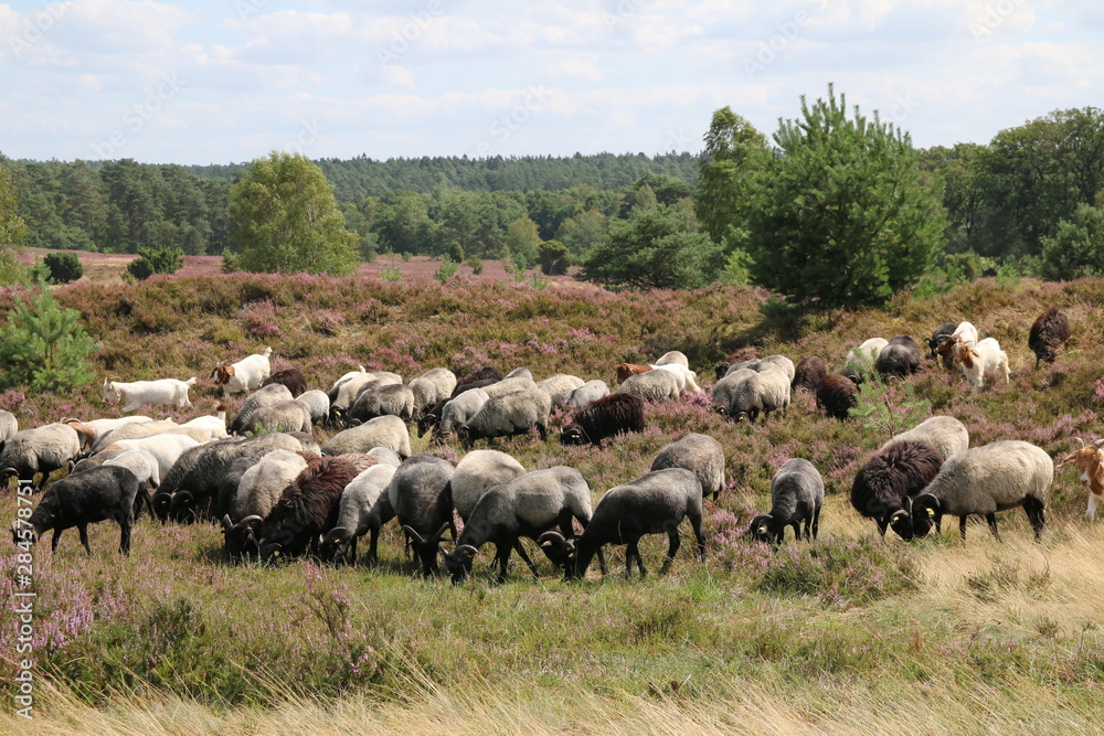 Große Heidschnucken- und Ziegenherde in der Lüneburger Heide während der Heideblüte