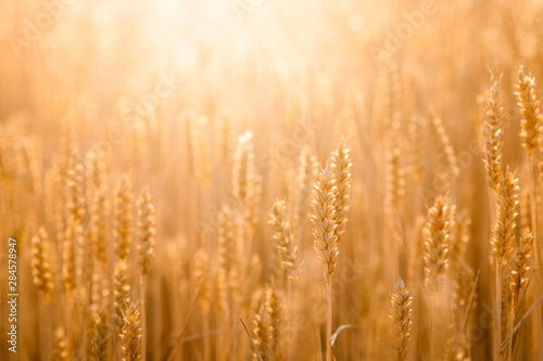 Beautiful close up photo of golden rye against bright sunlight