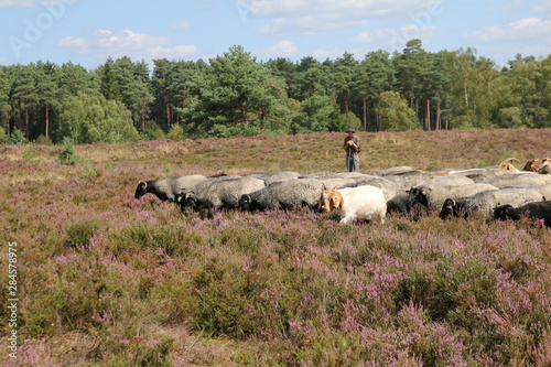 Große Heidschnucken- und Ziegenherde in der Lüneburger Heide während der Heideblüte