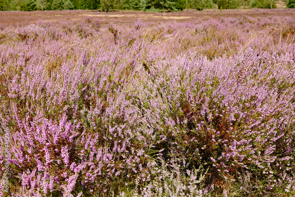 Naklejka premium Lila Heidekraut in der Lüneburger Heide
