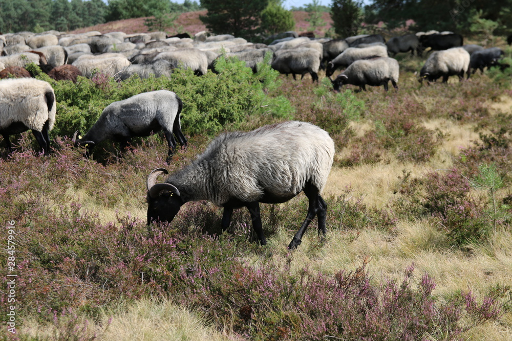 Große Heidschnuckenherde in der blühenden Lüneburger Heide Große Heidschnuckenherde in der blühenden Lüneburger Heide