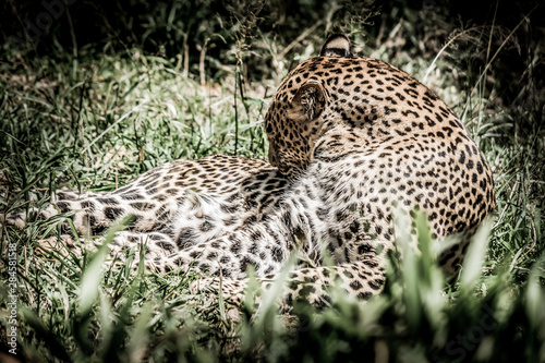 A shot of a leopard lying down © KOBUR