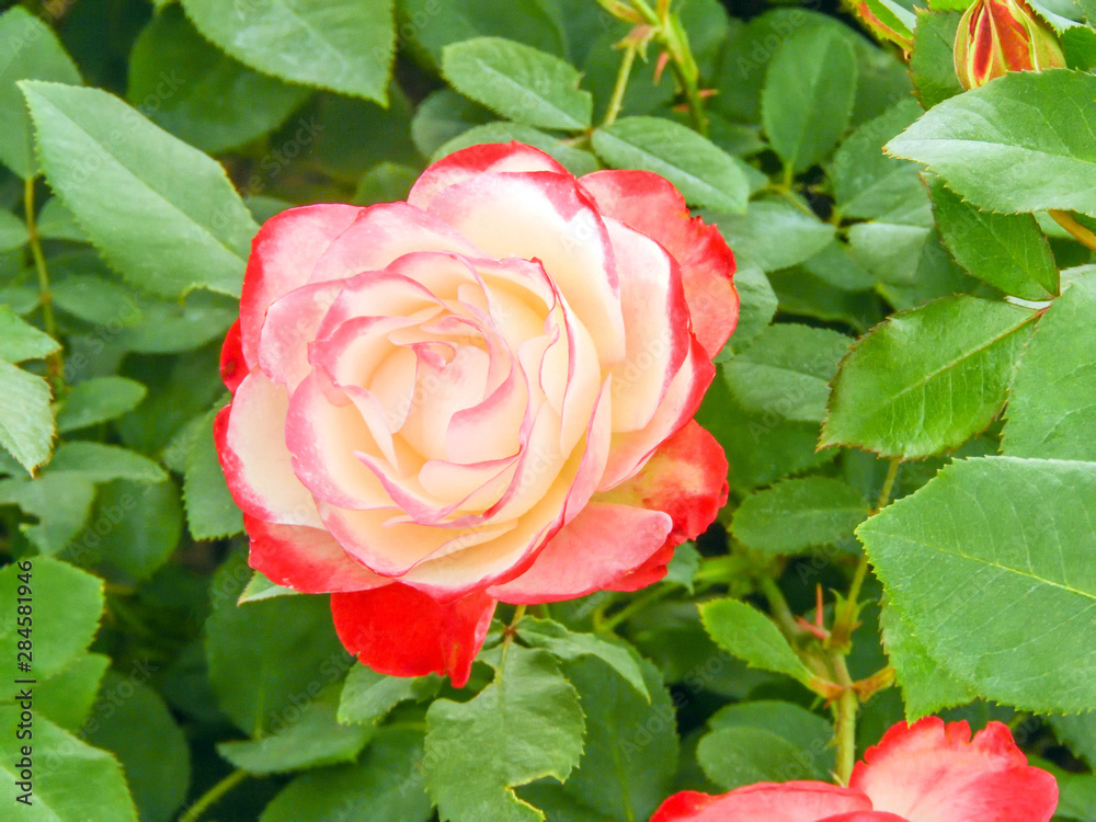 Fototapeta premium pink roses on a beautiful green background