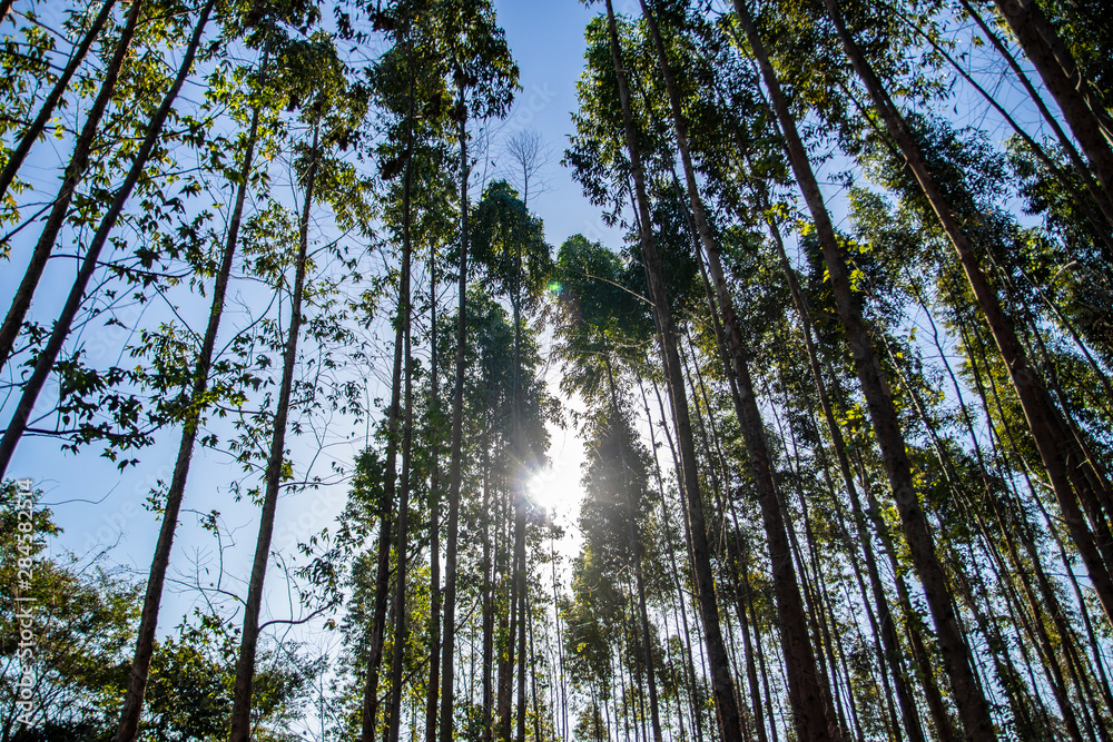 bottom view eucalyptus forest with sun rays bottom view eucalyptus forest with sun rays