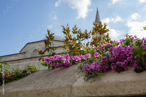 Pink flowers and the mosque