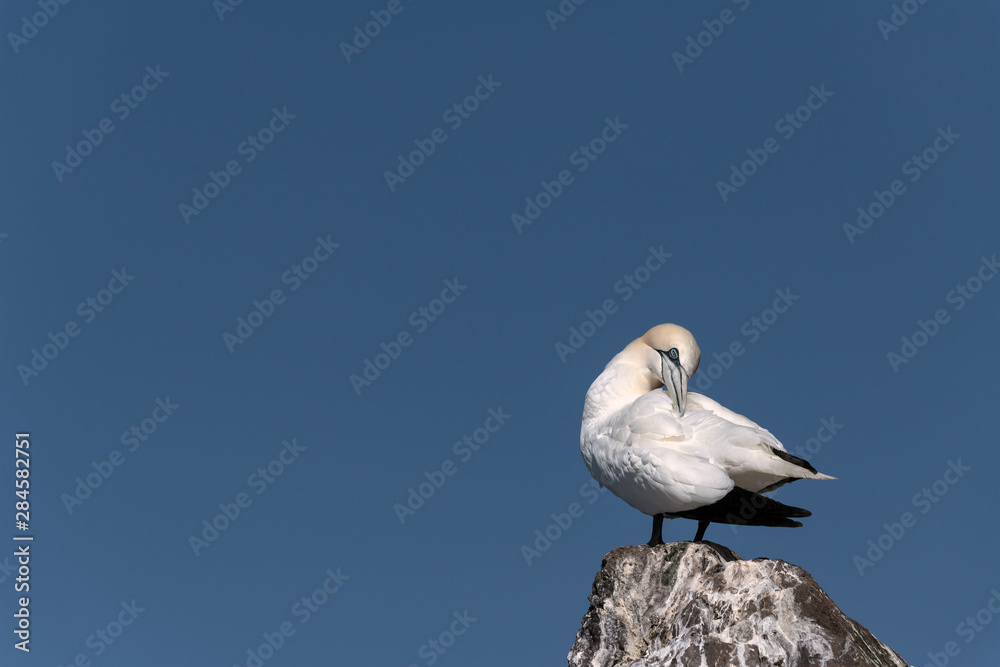 Gannet standing on a rock against a blue sky grooming its feathers. Image taken on Bass Rock, United Kingdom. Gannet standing on a rock against a blue sky grooming its feathers. Image taken on Bass Rock, United Kingdom.
