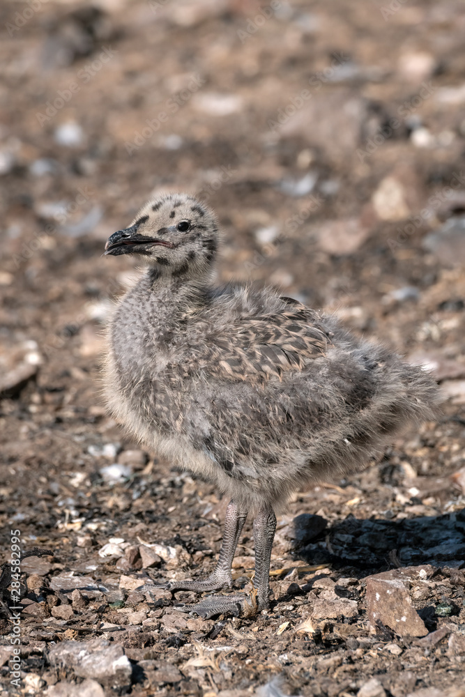 Sea gull chick, beak closed. Image displays the amazing camouflage of young gulls to blend into their surroundings. Image taken on Bass Rock, United Kingdom Sea gull chick, beak closed. Image displays the amazing camouflage of young gulls to blend into their surroundings. Image taken on Bass Rock, United Kingdom