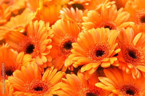 Summer/autumn blossoming gerbera flowers orange background, bright fall floral card, selective focus	 photo