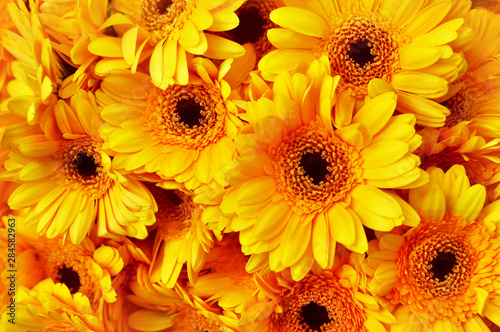 Summer autumn blossoming gerbera flowers yellow background  bright fall floral card  selective focus 