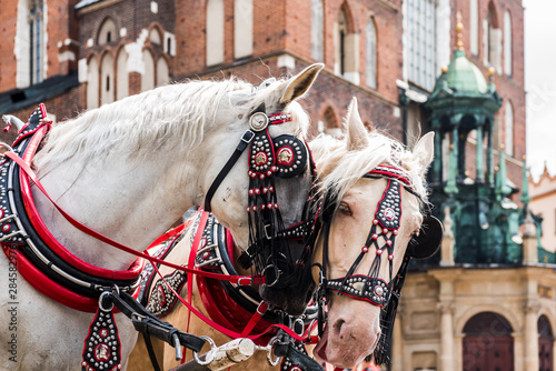 Horse-drawn cart on the main square of the historic city.Wonderful horses in the town center.Carriage for tourists on the background of a historic church. Cracow, Poland.