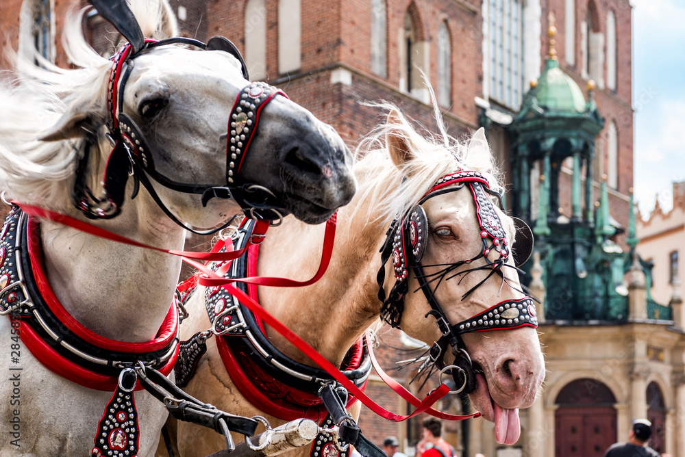 Cracow, Poland.Horses in the town center. Carriage for tourists on the background of a historic church.Horse-drawn cart on the main square of the historic city. 