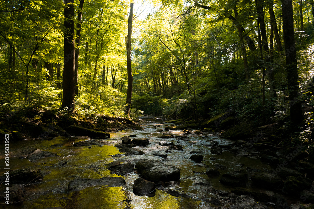 Hidden Creek in the Woods