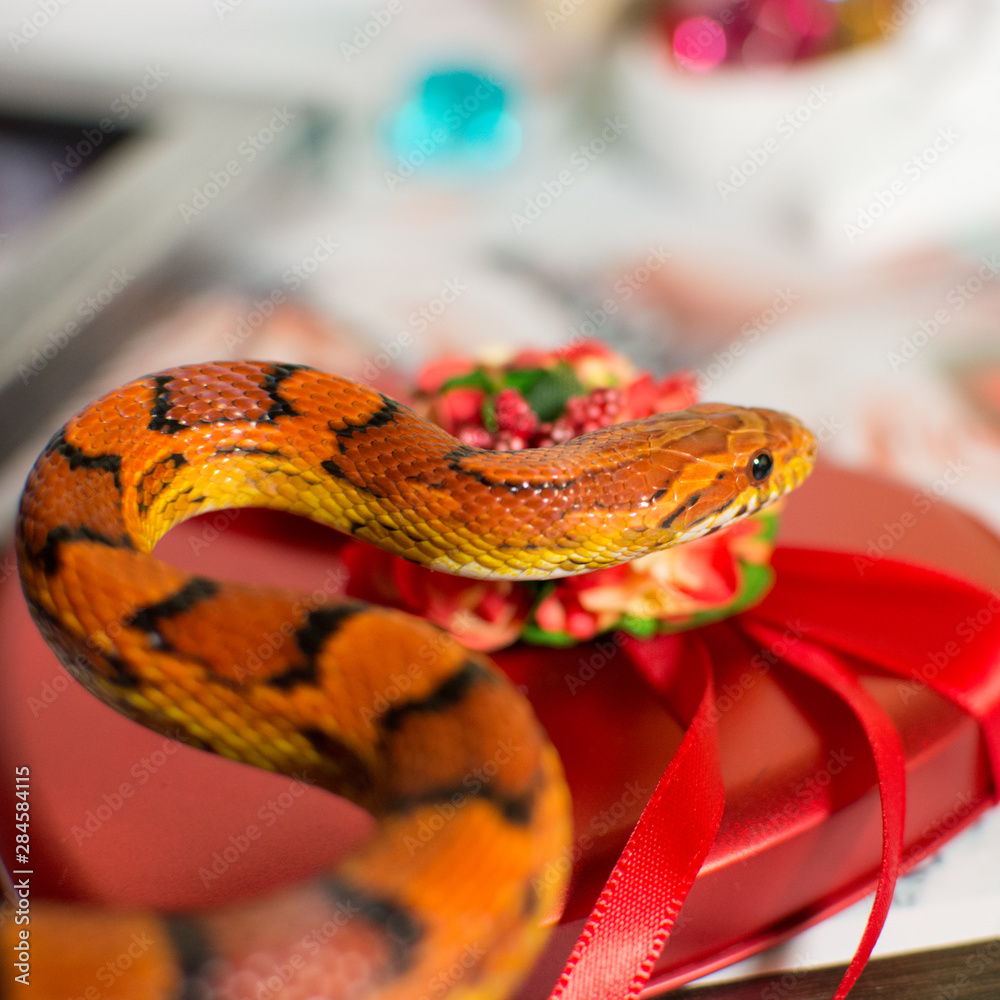 Snake on gift