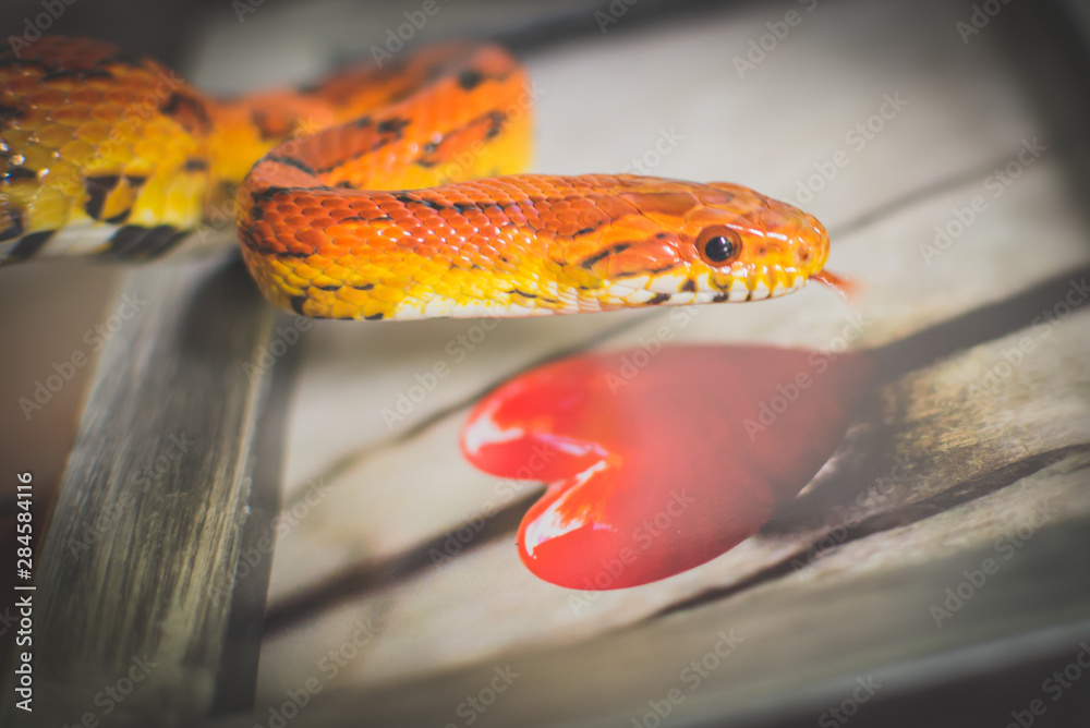Snake with hearth