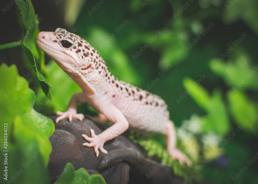 lizard on a rock