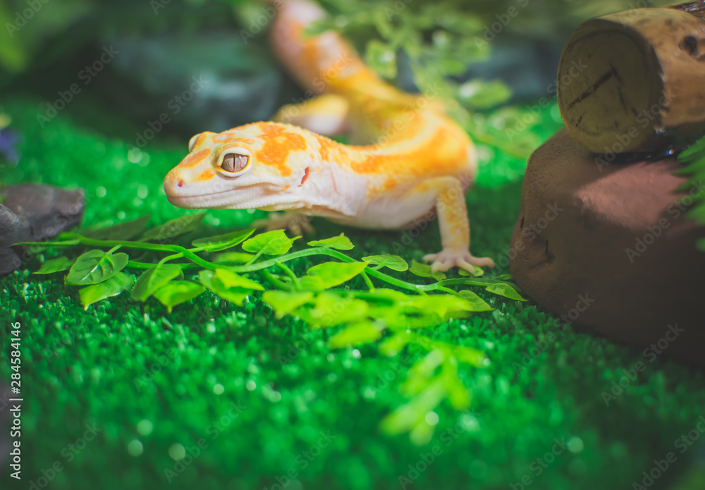 Orange lizard on grass