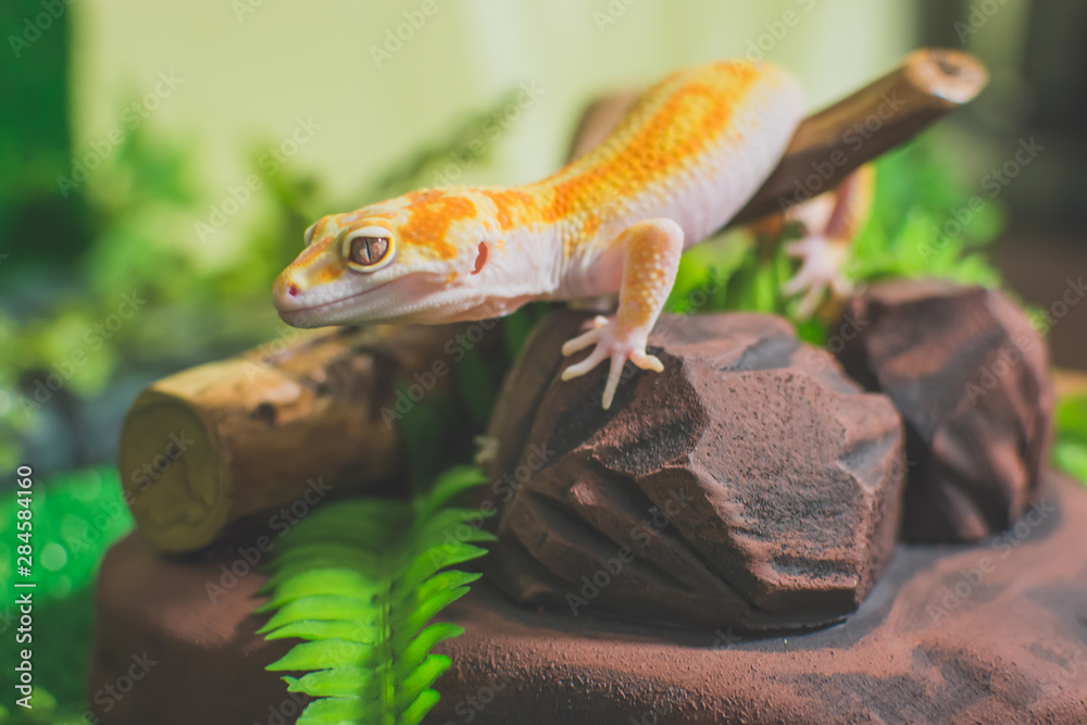 Lizard on decoration
