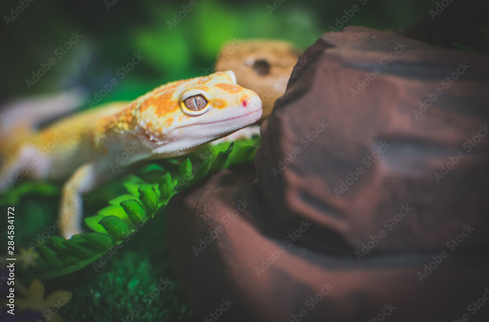 Lizard near rock