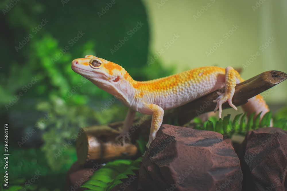 Lizard on decoration