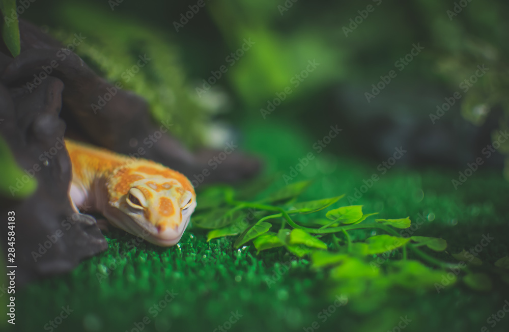 Sleeping lizard close up