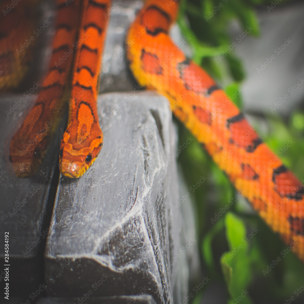 Red snake closeup