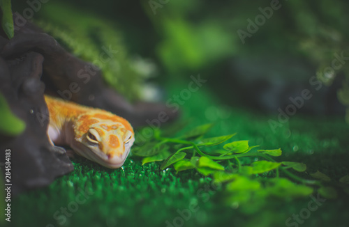Sleeping lizard  close up