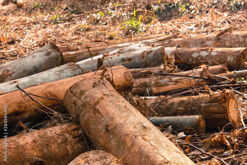 Fototapeta premium Eucaliptos Cortados 03 