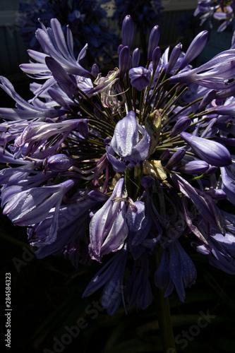 Purple flowers bursting into the camera lens.