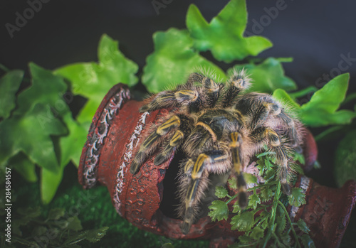 Spider in pot