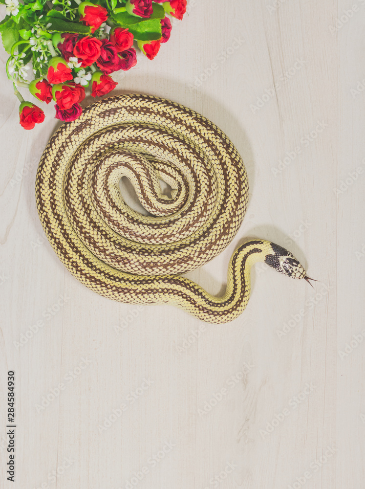Snake on white background