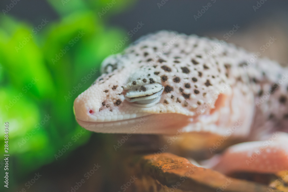 Sleeping lizard