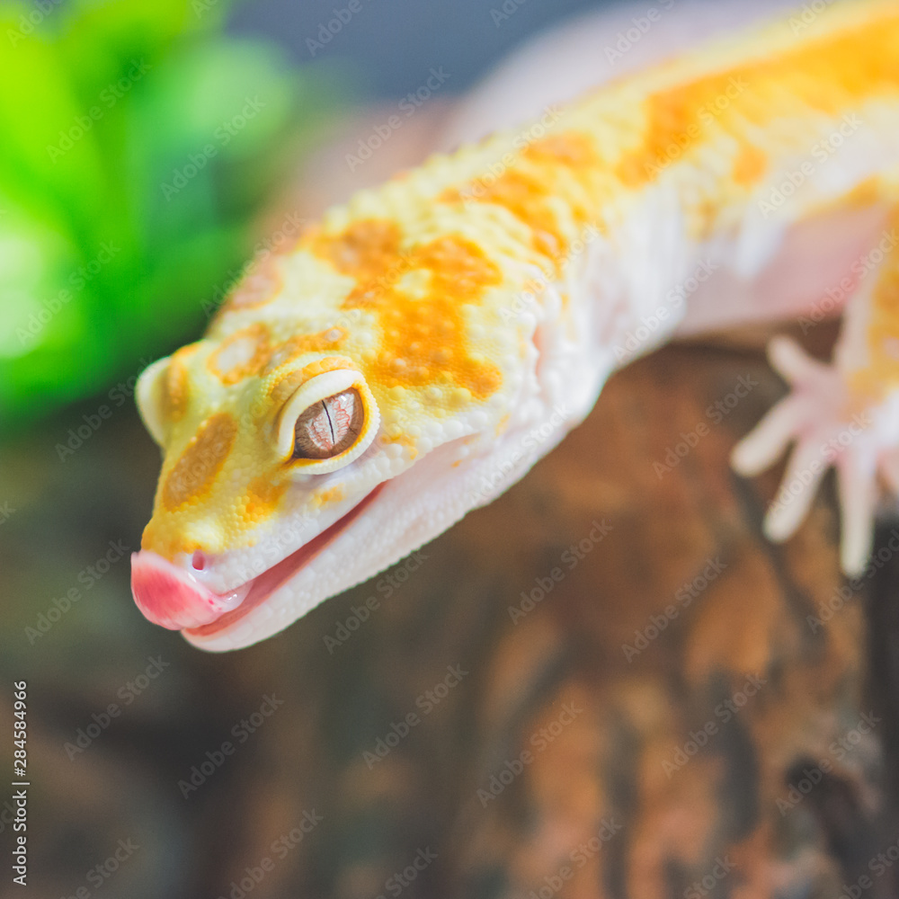 Closeup lizard with tongue