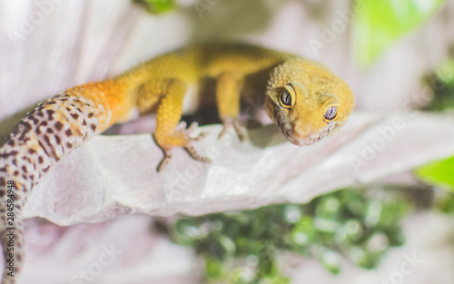 Yellow lizard on decoration