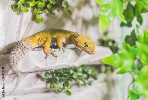 Obraz na płótnie Yellow lizard on decoration w salonie