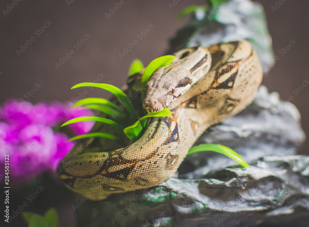 Snake on rock