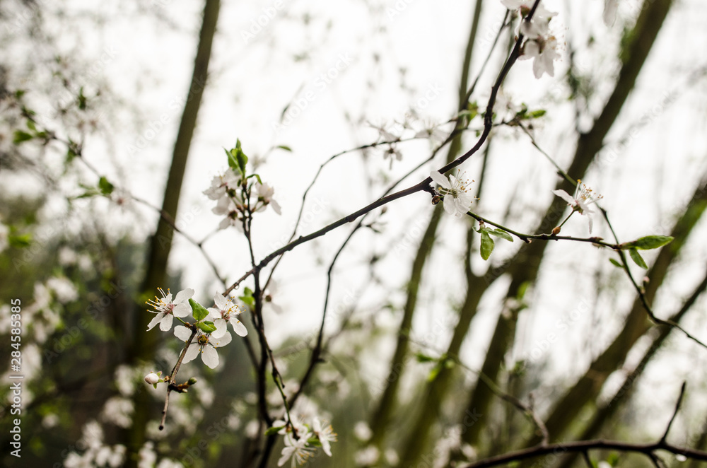 flowers flowers