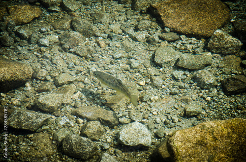 fish in lake