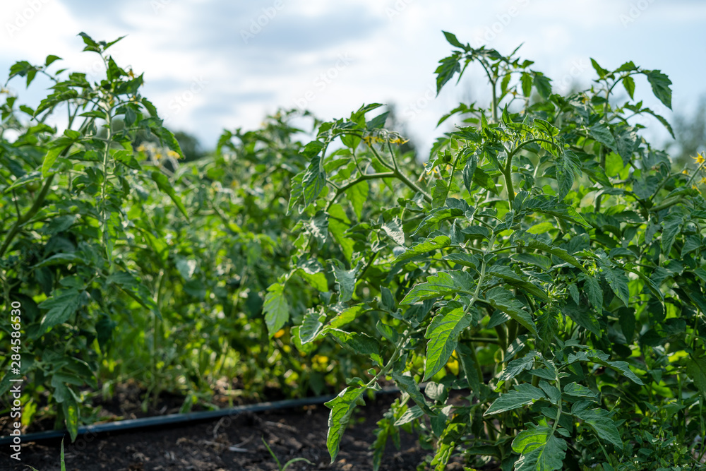 Flowering Tomatoes Closeup on Summer Field Healthy Eating Flowering Tomatoes Closeup on Summer Field Healthy Eating