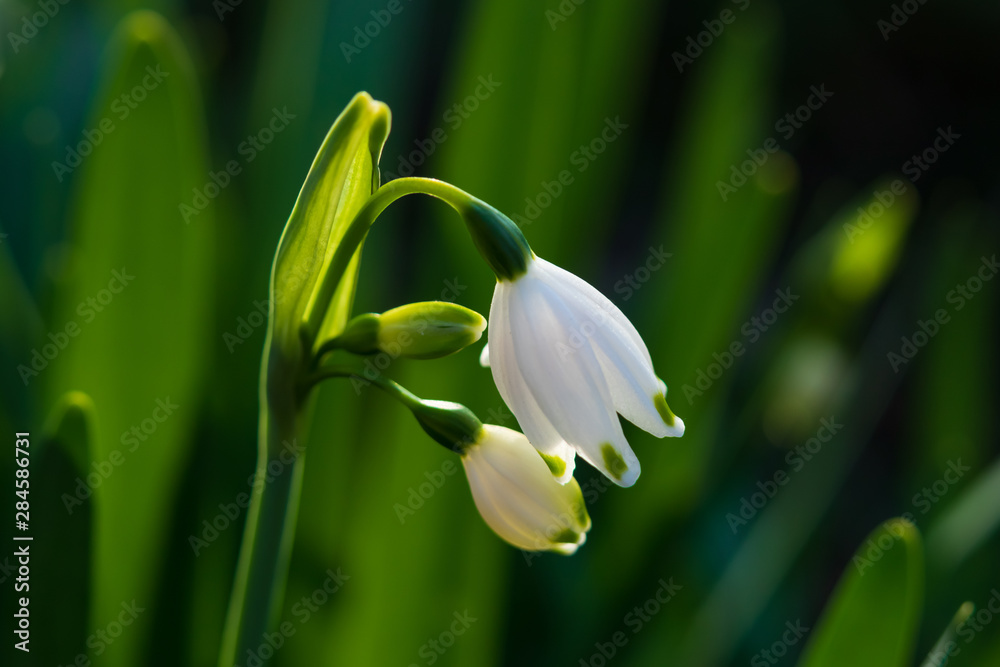 Fototapeta premium Snowdrops close-up